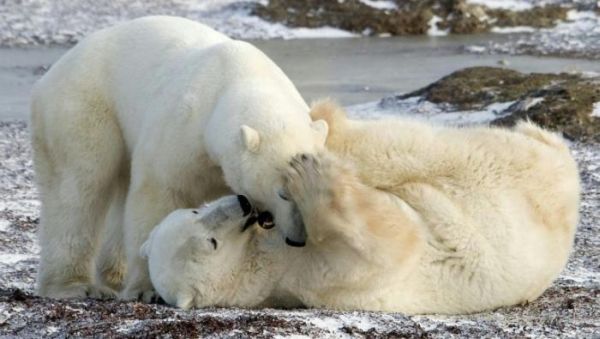 влюбленные белые медведи.